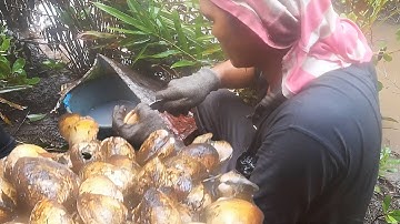 OPEN AND TAKE THE SHELL MEAT - EP03