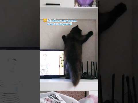Кот просит есть 😾 #cat #catvideos #catlover #kitty #kittten #cutecat #funnycat #animals #котики #кот