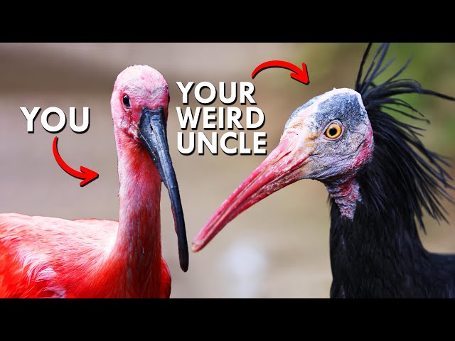 Why Is This Bird Pink? - YouTube