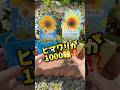 【検証開始🌻】1000輪咲きヒマワリは本当に1000輪咲くのか⁉️#ひまわり#ガーデニング#ハンドメイド #押し花 #押し花アート #shorts