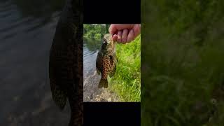“Blub blub blub blub is gay”😂😂#fishing #fish