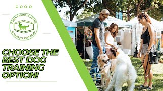 The Pros And Cons Of Dog Training Board And Train Vs. Private Lessons