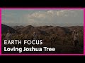 Loving joshua tree  earth focus  season 5 episode 4  pbs socal