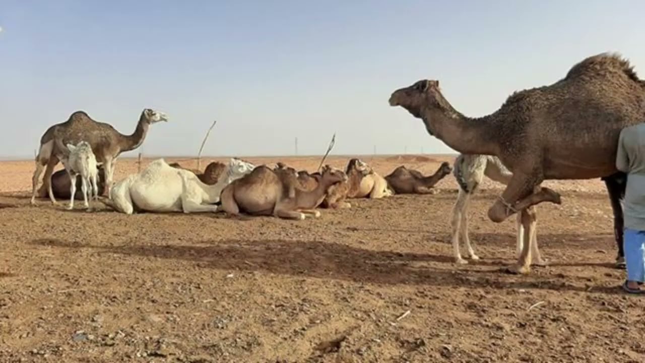 قصيده الشاعر نصيب السكوري  ايش غربك ياريم