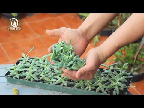 How to Make a Succulent Mother Plant - Sedum