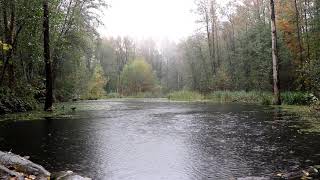 Fall Rain on Duck Pond - 8 Hours of Soothing Sleep screenshot 4