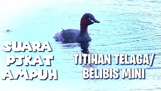 Burung Titihan telaga || Belibis mini || Suara pikat titihan telaga || Grebe