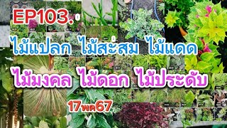 ep103.☎️0644787995 line:nut240825 ไม้แปลก ไม้สะสม ไม้แดด ไม้มงคล ไม้ดอก ไม้ประดับ