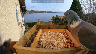 Holy Loch And  Wildlife Dunoon Scotland