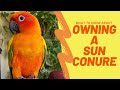 OWNING A SUN CONURE | BUYING YOUR FIRST BIRD