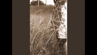 Red House Painters - Summer Dress chords