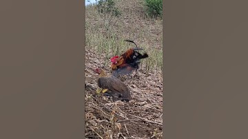 gà rừng mái gọi trống phi vòng vòng cực nhanh.poj qaib xeev lau dhias ceev tiag tiag