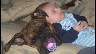 Tired toys sleep!  Funny videos with dogs, cats and kittens!