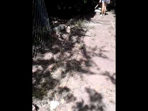 camera iphone 8 plus apk The adventure to seek rolly pollies