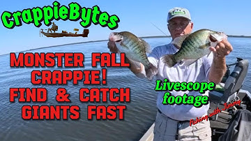 Monsterlijke herfstcrappie! Vind en vang reuzen snel #CrappieFishing #FallCrappie #livescope