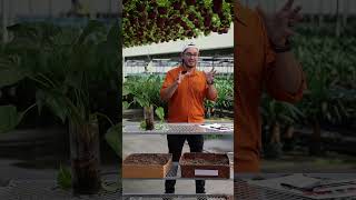 Getting Dirty with Urban Jungle Episode 5: Spider Mites 101