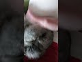 #yutubeshorts #cute #cuterabbit #rabbit #kpop #yena #catchcatch #mycuterabbit #subscribe