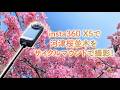 【insta360 X5】満開の河津桜並木の道をサイクルマウントでゆく!