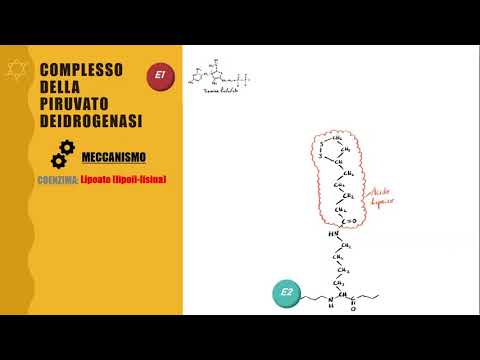 Video: La decarbossilazione ossidativa del piruvato sintetizza l'ATP?