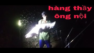 Săn thác lác đêm sông ray gặp hugo và cái kết phê không tưởng.@tuansongray#cauca#cauđai#rê lóc