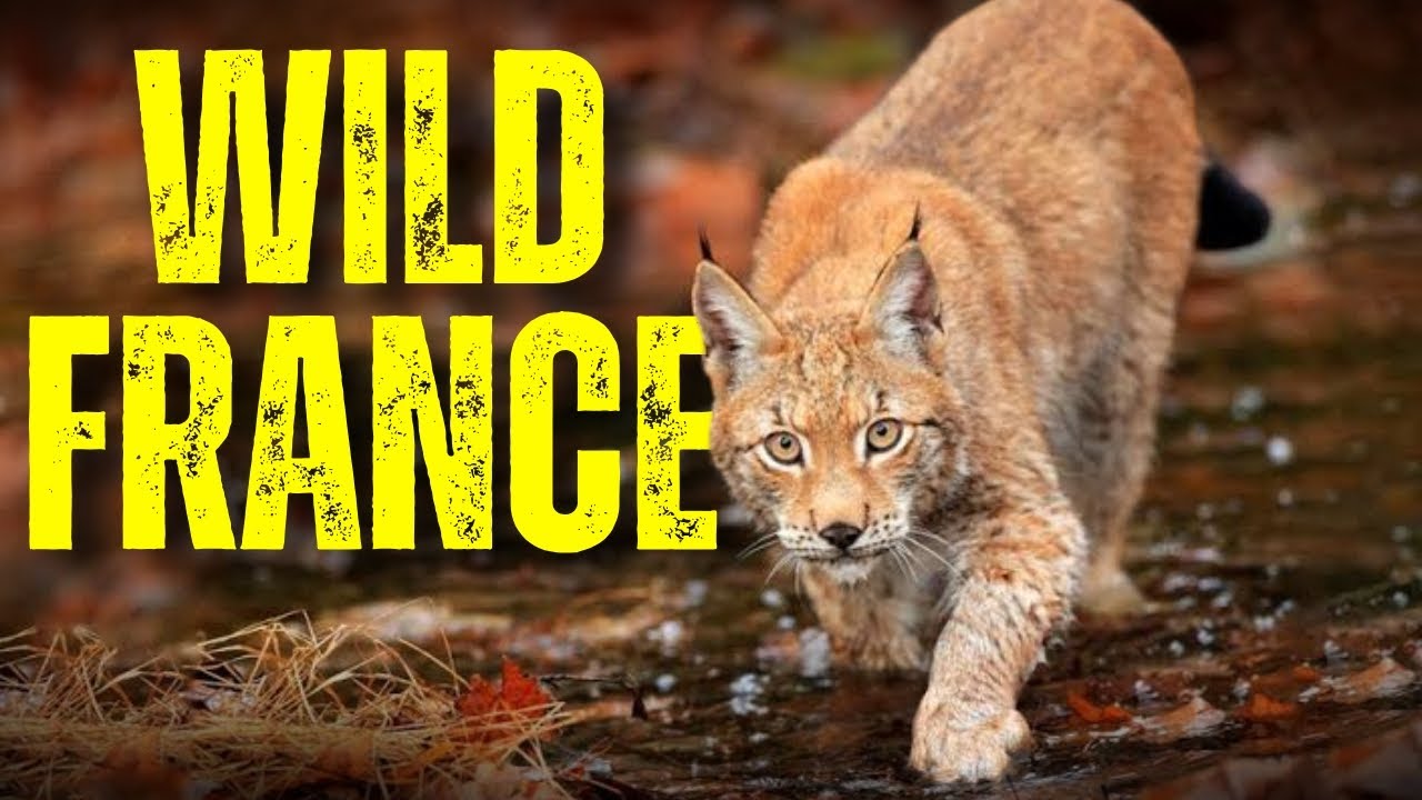 Wild France As You’ve Never Seen It Before | Into the Heart of Nature