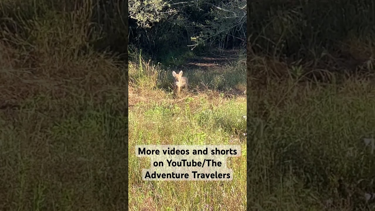 Adorable encounter: baby coyote, spotted during backpacking adventure #coyote #hiking ￼