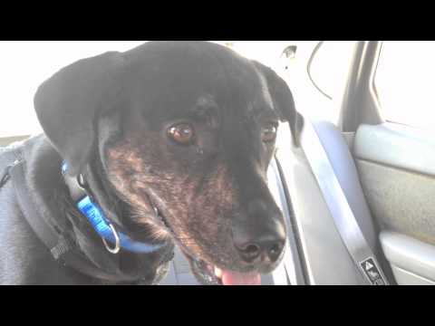 Puppy Realizes He S At A Dog Park Goes Absolutely Bonkers Puppy Realizes He S At A Dog Park Goes Absolutely Bonkers