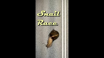 Snail Race - Scoochie Boochie
