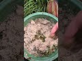 azolla pakan ayam alternatif #azolla #shorts #ytshorts