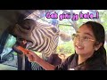 Hanum Kasih Makan Zebra, Eh Kepala Zebranya mau Masuk Mobil Dong! - TAMAN SAFARI BOGOR - Hanum Diary