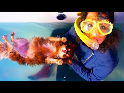 Видео: Учу собаку плавать! Что Пошло Не Так с собаками в ванне!? Урок плавания для собаки Миши в ванне