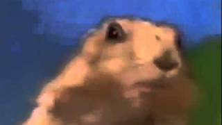I Like Dramatic Hamsters!