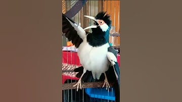 Untuk gaya berkicau jalak suren emang gak ada matinya