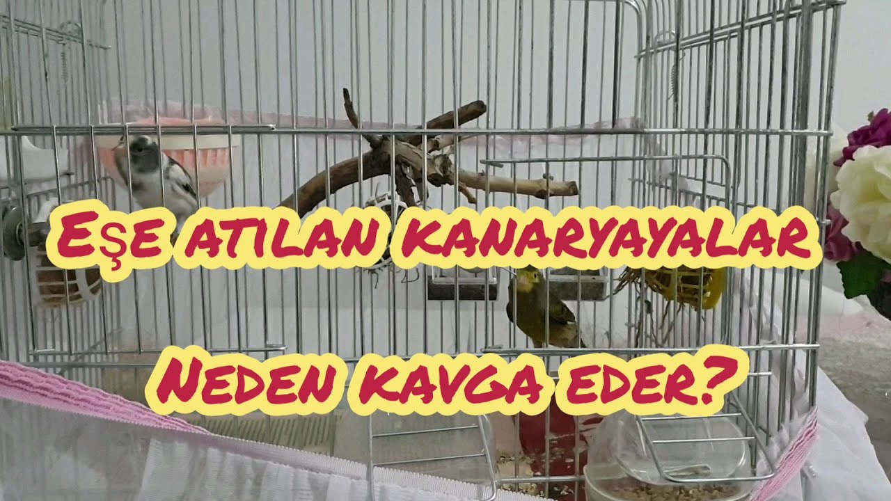 Eşe Atılan Kanaryalar Neden Kavga Eder? | Yeni Çiftlerde Yaşanan Kavgalar