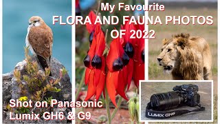 PANASONIC LUMIX GH6 &amp; LUMIX G9: My favourite wildlife and wildflower photos of 2022.