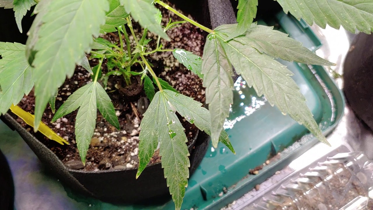 Defoilate before putting into flower.  115756