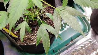 Defoilate before putting into flower.  115756