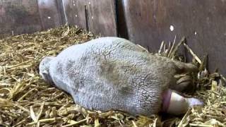 Lamb Birth