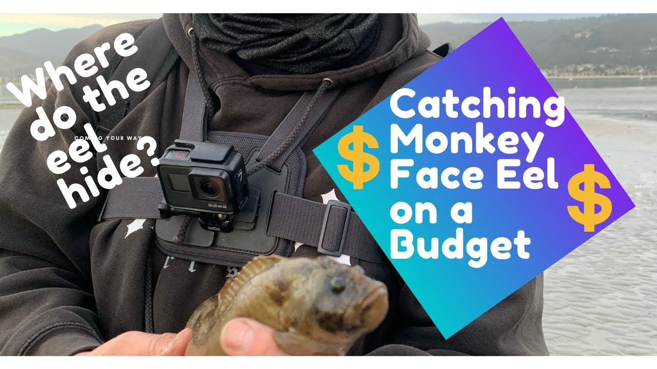 Poke Poling Adventure. Targeting Monkey Face Eel on CA coast. - YouTube