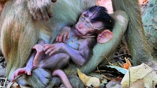 Very kindness pigtail monkey give comfort grooming for little baby monkey