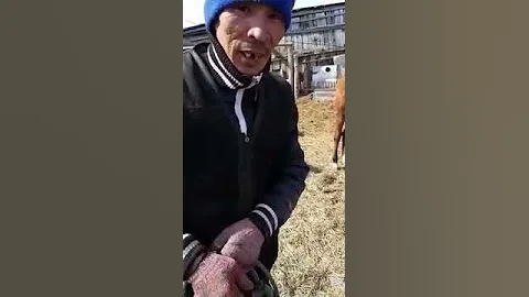 Размер роста лошади