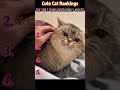 #interesting #foryou #funny #cat #funnyvideo #fyp #comedy #mischief Funny Cat Compilation.Hahahaha