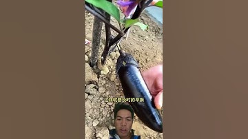 Mẹo trồng cà tím sau sân vườn. #farming #gardening #shortvideo #short