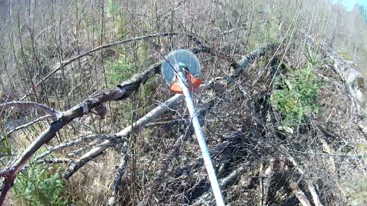 RÖJNING I SVENSK SKOG