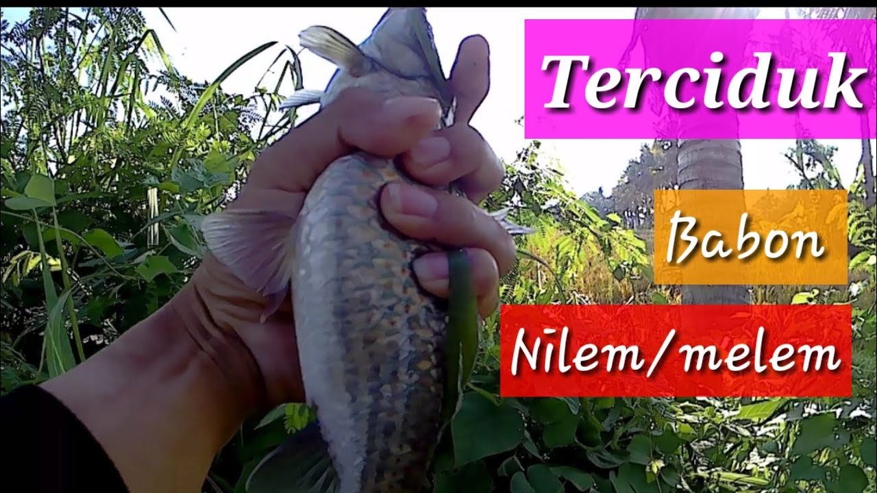 Mancing ikan nilem/melem dapat babon | explore fresh water | angler bwi