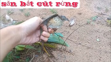 săn Bắt Cút rừng : bẫy Chim Cút rừng những ngày mưa gíoo