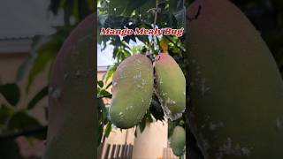 Mango Mealy Bug | Mango Mealy Bug Control #farming #agriculture #viral #viralvideo #facts #garden