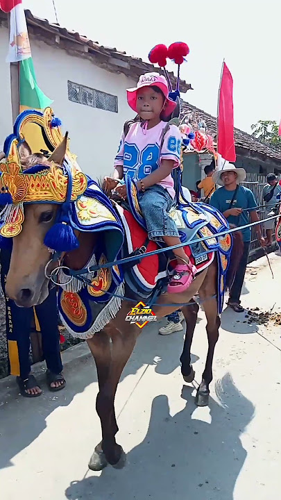 renggong horse jaya #shorts #renggonghorse #17august