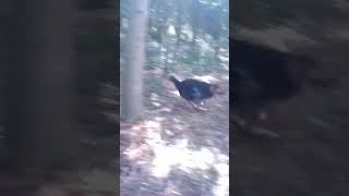 German Shepherd Collie Cross running in the woods