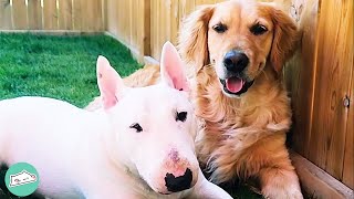 Woman Couldn’t Stop This Bull Terrier Until Golden Came Along | Cuddle Dogs